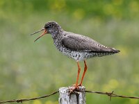 Tringa totanus ssp robusta 66, IJslandse tureluur, Saxifraga-Harry van Oosterhout