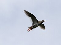 Tringa totanus ssp robusta 67, IJslandse tureluur, Saxifraga-Harry van Oosterhout