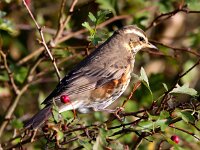 Turdus iliacus 11, Koperwiek, Saxifraga-Bart Vastenhouw