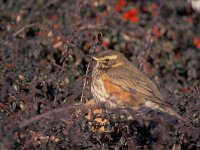 Turdus iliacus 2, Koperwiek, Saxifraga-Piet Munsterman