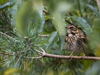 Turdus iliacus 60 Koperwiek, adult, Saxifraga-Theo Verstrael