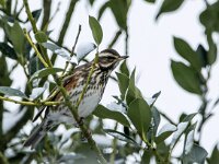 Turdus iliacus 68, Koperwiek, adult, Saxifraga-Theo Verstrael