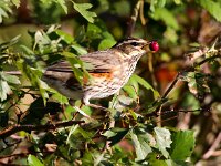 Turdus iliacus 7, Koperwiek, Saxifraga-Bart Vastenhouw