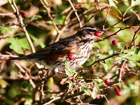 Turdus iliacus 9, Koperwiek, Saxifraga-Bart Vastenhouw