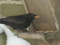 Turdus merula 108, Merel, Saxifraga-Willem van Kruijsbergen
