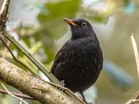 Common blackbird perched on branch with blurred background  Common blackbird (Turdus merula). One of the most familiar birds in parks and gardens of Europe. Male bird perched on branch in tree and looking for food. Wildlife in nature. Netherlands : Eurasian, Netherlands, Songbird, adorable, animal, background, beak, beautiful, beauty, bird, birdwatching, black, blackbird, closeup, color, colorful, common, common blackbird, cute, environment, eurasian blackbird, europe, european, fauna, feather, feathers, forest, funny, garden, garden birds, green, looking, male, merula, natural, nature, ornithology, outdoor, outdoors, plumage, spring, summer, thrush, turdus, turdus merula, wild, wildlife, yellow