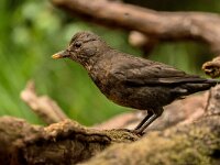 Turdus merula 113, Merel, adult, female, Saxifraga-Theo Verstrael