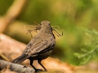 Turdus merula 115, Merel, adult, female, Saxifraga-Theo Verstrael