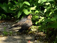Turdus merula 117, Merel, adult, male and juvenile, Saxifraga-Theo Verstrael