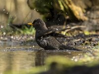 Turdus merula 118, Merel, adult, male, Saxifraga-Theo Verstrael