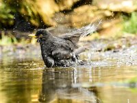 Turdus merula 119, Merel, adult, male, Saxifraga-Theo Verstrael
