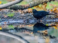 Turdus merula 122, Merel, adult, male, Saxifraga-Theo Verstrael