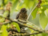 Turdus merula 129, Merel, juvenile, Saxifraga-Theo Verstrael