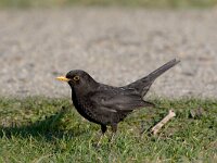 Turdus merula 13, Merel, Saxifraga-Luc Hoogenstein