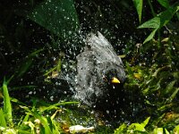 Turdus merula 14, Merel, Saxifraga-Piet Munsterman