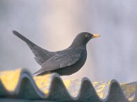 Turdus merula 15, Merel, Saxifraga-Luc Hoogenstein