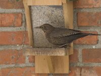Turdus merula 22, Merel, Saxifraga-Willem van Kruijsbergen