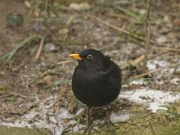Turdus merula 24, Merel, Saxifraga-Willem van Kruijsbergen