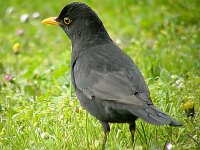 Turdus merula 25, Merel, Saxifraga-Iztok Skornik