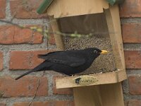 Turdus merula 3, Merel, Saxifraga-Willem van Kruijsbergen