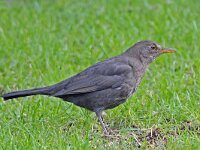 Turdus merula 33, Merel, Saxifraga-Ab H Baas