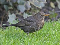 Turdus merula 34, Merel, Saxifraga-Ab H Baas