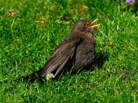 Turdus merula 36, Merel, Saxifraga-Piet Munsterman