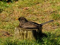 Turdus merula 38, Merel, Saxifraga-Piet Munsterman