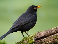 Merel  Merel bij Garderen : Turdus merula