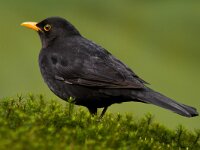 Merel  Merel bij Garderen : Turdus merula