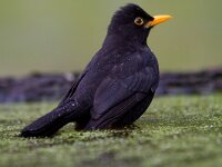 Merel  Merel bij Garderen : Turdus merula