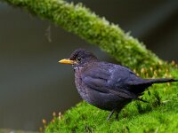 Turdus merula 60, Merel, Saxifraga-Jan Nijendijk
