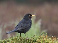 Turdus merula 69, Merel, Saxifraga-Mark Zekhuis