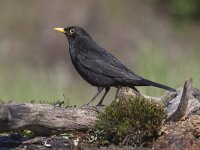 Turdus merula 70, Merel, Saxifraga-Mark Zekhuis