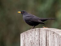 Turdus merula 75, Merel, Saxifraga-Bart Vastenhouw