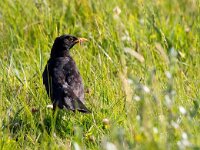 Turdus merula 76, Merel, Saxifraga-Bart Vastenhouw