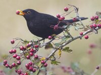 Turdus merula 77, Merel, Saxifraga-Mark Zekhuis