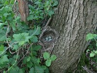 Turdus merula 8, Merel, Saxifraga-Hans Boll