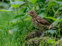Turdus philomelos 101, Zanglijster, juvenile, Saxifraga-Theo Verstrael