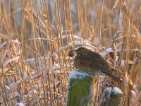 zanglijster  zanglijsterArkemheen : Turdus philomelos