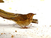 Turdus philomelos 13, Zanglijster, Saxifraga-Piet Munsterman