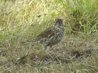 Turdus philomelos 14, Zanglijster, Saxifraga-Kees van Berkel : Blue Elephant