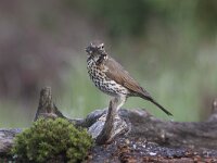 Turdus philomelos 18, Zanglijster, Saxifraga-Mark Zekhuis