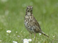 Turdus philomelos 2, Zanglijster, Saxifraga-Piet Munsterman