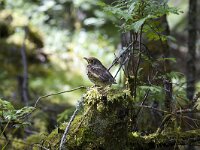Jonge zanglijster  Young Song Thrush (Turdus philomelos) standing on an old stump, Torsby, Varmland, Sweden : avifauna fauna, color, colour, Europe European, horizontal, nature natural, passerine, rural, Scandinavia Scandinavian, song bird, Song Thrush, stump, summer, Sweden Swedish, tree, Turdus philomelos, wood forest, young