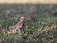 Turdus philomelos 22, Zanglijster, Saxifraga-Mark Zekhuis