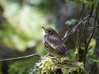 Jonge zanglijster  Young Song Thrush (Turdus philomelos) standing on an old stump, Torsby, Varmland, Sweden : avifauna fauna, color, colour, Europe European, horizontal, nature natural, passerine, rural, Scandinavia Scandinavian, song bird, Song Thrush, stump, summer, Sweden Swedish, tree, Turdus philomelos, wood forest, young