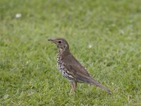 Turdus philomelos 5, Zanglijster, Saxifraga-Willem Jan Hoeffnagel