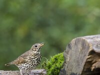 Turdus philomelos 73, Zanglijster, adult, Saxifraga-Theo Verstrael