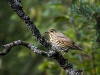 Turdus philomelos 78, Zanglijster, adult, Saxifraga-Theo Verstrael